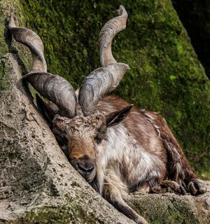 Image post by @animalplanet on Instagram