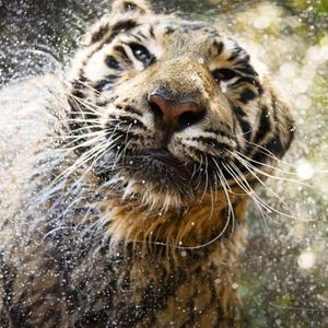 Image post by @animalplanet on Instagram