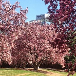 Image post by @vanderbilthustler on Instagram