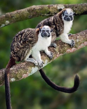 Image post by @discovery on Instagram