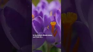 Video post by @lowes on YouTube