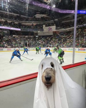 Image post by @thesavannahwolfhound on Instagram