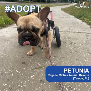 Image post by @walkinpets on Instagram