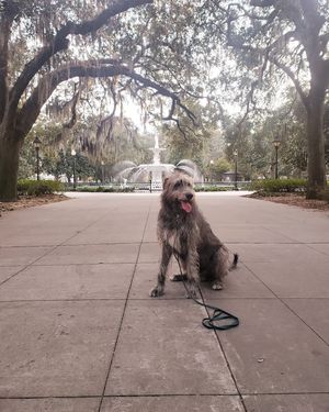 Image post by @thesavannahwolfhound on Instagram