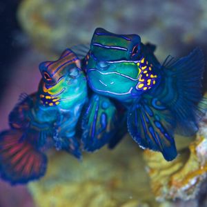 Image post by @discovery on Instagram