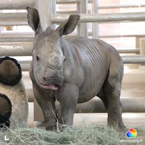 Image post by @animalplanet on Instagram
