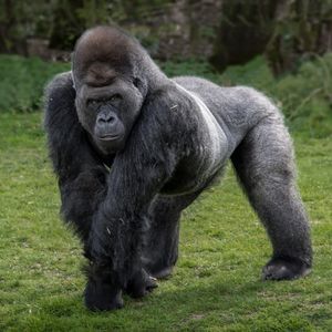 Image post by @animalplanet on Instagram