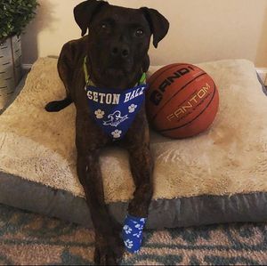 Image post by @setonhall on Instagram