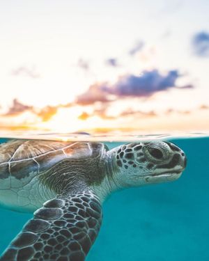 Image post by @olukai on Instagram
