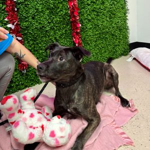 Image post by @spokhumanesoc on Instagram