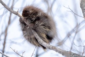 Image post by @AnimalPlanet on Twitter