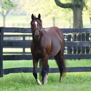 Image post by @spendthriftfarm on Instagram