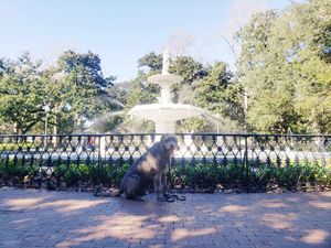 Image post by @thesavannahwolfhound on Instagram