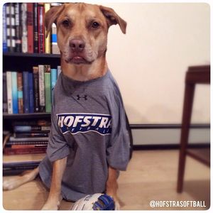 Image post by @hofstrasoftball on Instagram