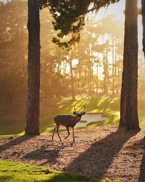 Image post by @pebblebeachresorts on Instagram
