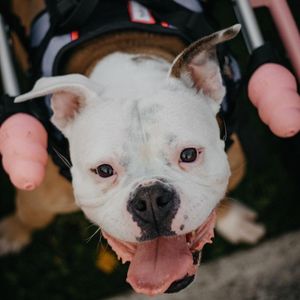 Image post by @walkinpets on Instagram