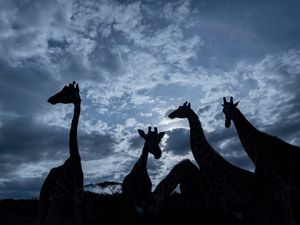 Image post by @natgeo on Instagram