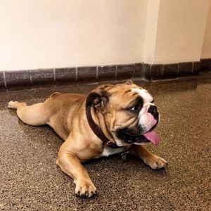 Image post by @yalefieldhockey on Instagram