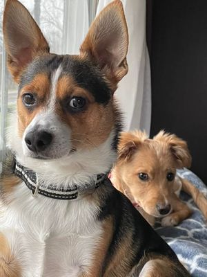 Image post by @DiamondPetFood on Twitter