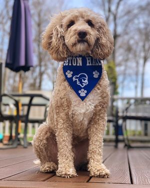 Image post by @setonhall on Instagram