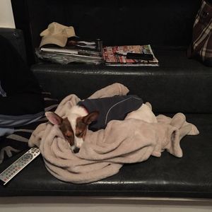 Image post by @snaffle_it on Instagram