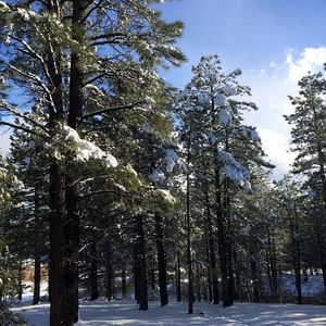 Image post by @nauflagstaff on Instagram
