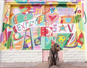 Image post by @thesavannahwolfhound on Instagram