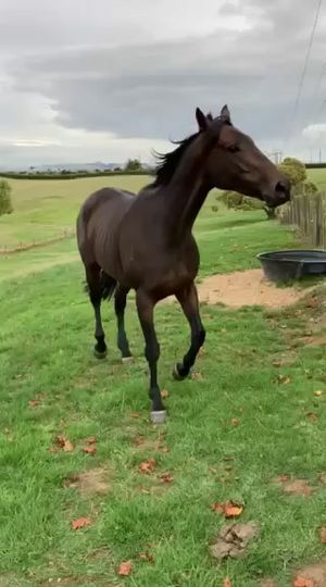 Video post by @nzhorseambulancetrust on Facebook
