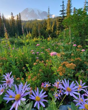 Image post by @nationalparkspartnership on Instagram