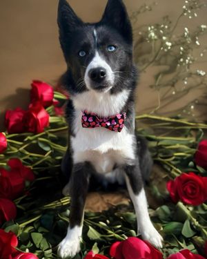 Image post by @tux_the_blue_pomsky on Instagram