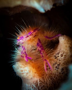 Image post by @discovery on Instagram