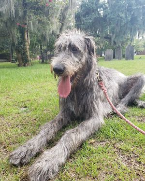 Image post by @thesavannahwolfhound on Instagram