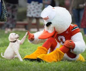 Image post by @univmiami on Instagram