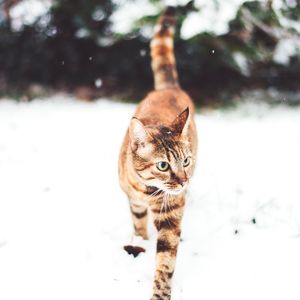Image post by @nulopetfood on Instagram