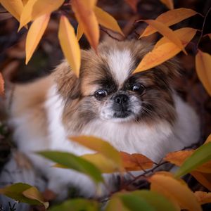 Image post by @animalplanet on Instagram