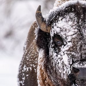 Image post by @Discovery on Twitter