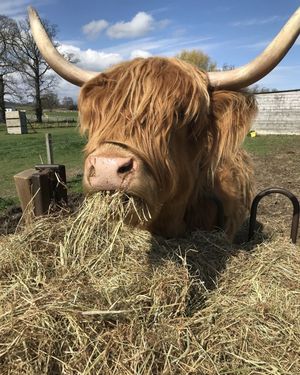 Image post by @visitscotland on Instagram