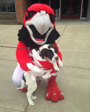 Image post by @miami_redhawks on Instagram