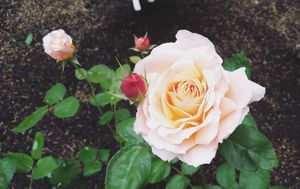 Image post by @amanda_carmela on Instagram