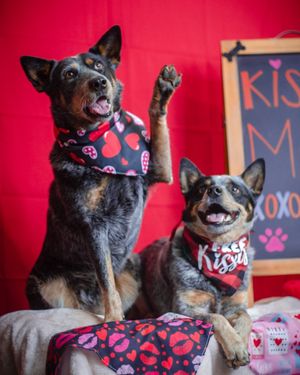 Image post by @evolvepetfood on Instagram