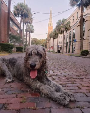 Image post by @thesavannahwolfhound on Instagram