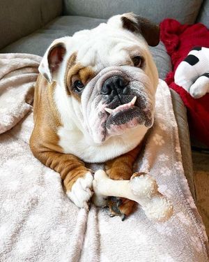 Image post by @evolvepetfood on Instagram