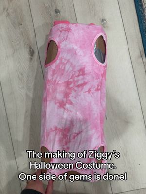 Image post by @ziggy_thecorg on TikTok