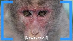 Video post by @newsnation on YouTube