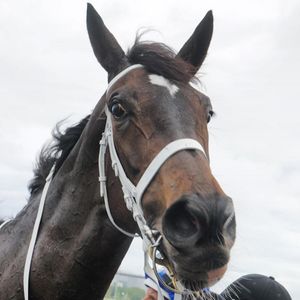 Image post by @australianturfclub on Instagram