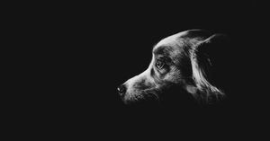 Image post by @davidgrayphoto on Instagram