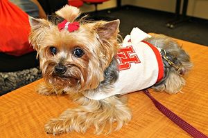 Image post by @universityofhouston on Instagram