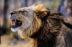 Image post by @lions on Instagram