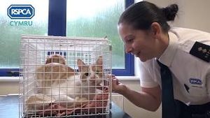 Video post by @RSPCA Cymru on YouTube