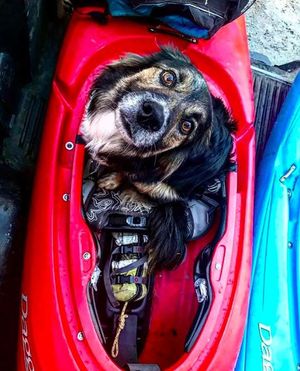 Image post by @triumphpetfood on Instagram